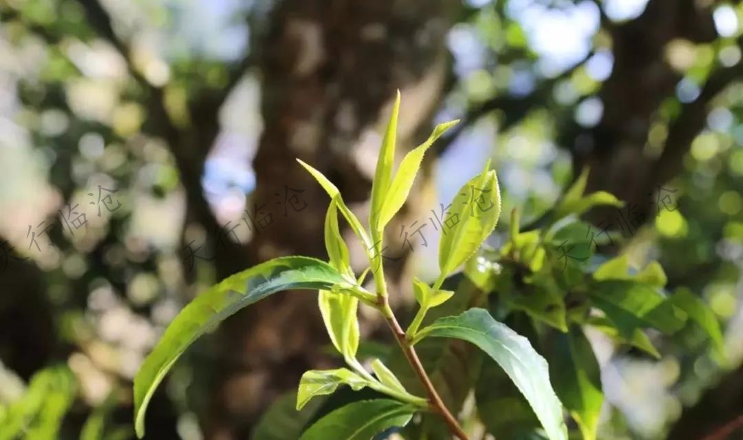 临沧特色旅游线路推荐|滇红寻味之旅