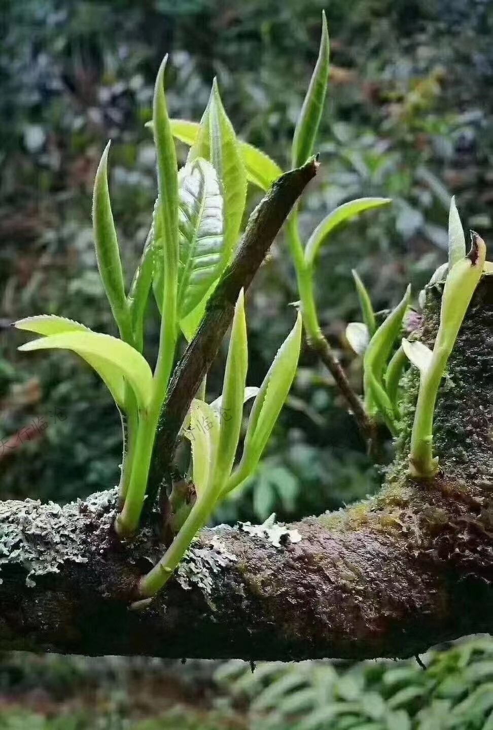 临沧会议旅游策划