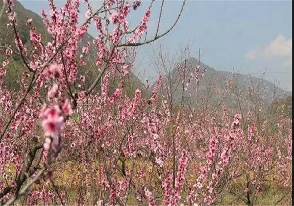 乡村旅游看临沧丨镇康县景点——木场桃花岛