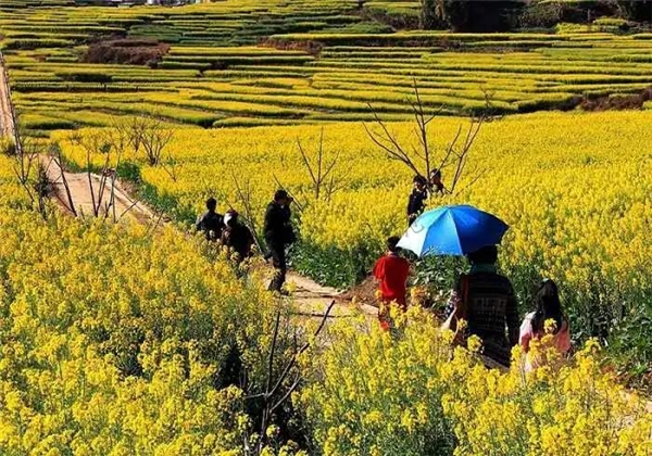 昔归生态寻茶临沧自驾旅游小环线