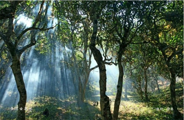 大美云南-----景迈山古茶林文化景观国务院批准2022年申遗世界文化遗产项目