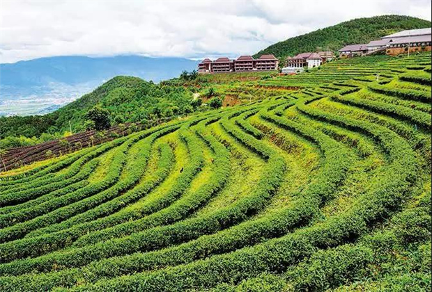 佤山茶香•碧丽源