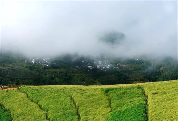 临沧旅游：荒山变花海 乡村旅游活起来