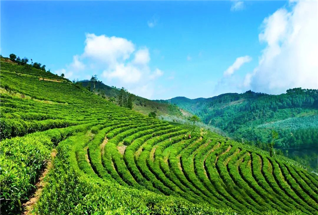 临沧茶山旅游：春归茶山