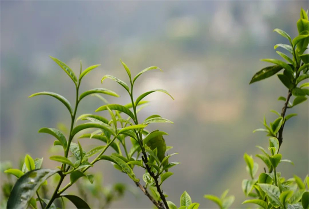 临沧茶旅：辨四族，识勐库（三）