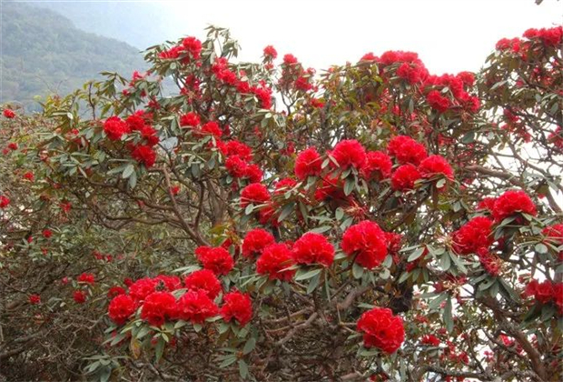 临沧人游临沧|花海绝色叫雨山