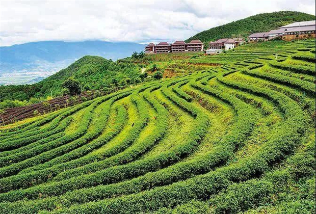 茶旅融合 沏出浓浓国际味