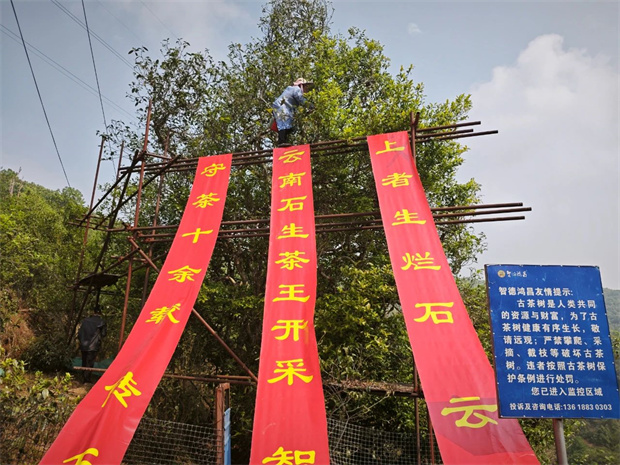云南旅游,云南旅行社,云南团建公司,云南会议公司,云南策划公司,云南会展公司,临沧旅游,临沧旅行社,临沧团建公司,临沧会议公司：千年茶韵，今朝开启——大朝山西镇千年古树茶王开采            临沧文旅     2025年04月09日 18:22 云南