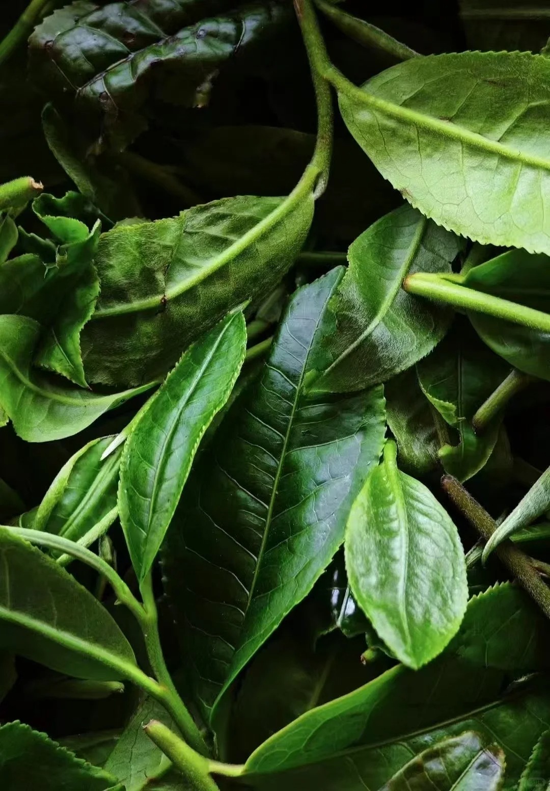 云南团建公司,云南策划公司,云南会议会展,云南旅游地接,临沧旅游,临沧旅行社,临沧团建公司,临沧策划公司,临沧会议会展:冰岛村：在变迁中守望茶香