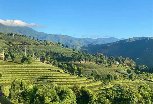 临沧旅游：临沧问茶：一叶入境，遍历山河的回甘